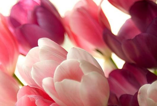 амели бгу 8 марта тюльпаны