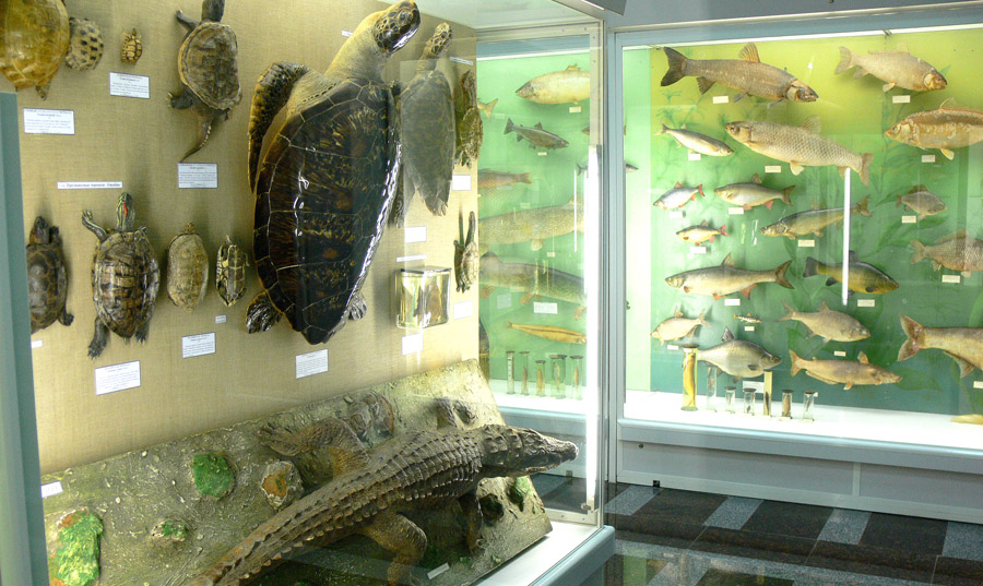 Зоологический музей БГУ